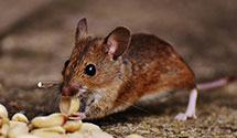 24 Hour & Emergency Exterminators in Woodford, NC